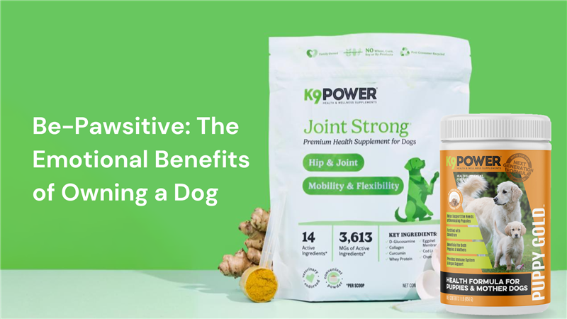 Be-Pawsitive: The Emotional Benefits of Owning a Dog