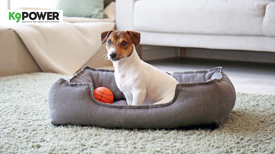 5 Silent Signs of Dog Arthritis Every Pet Parent Should Know Until It’s Too Late