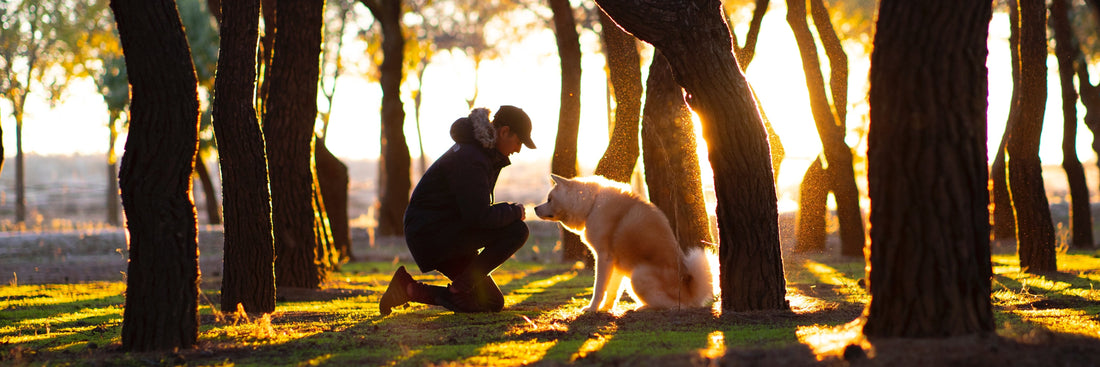 10 Dog Dads Crushing The Dad Game