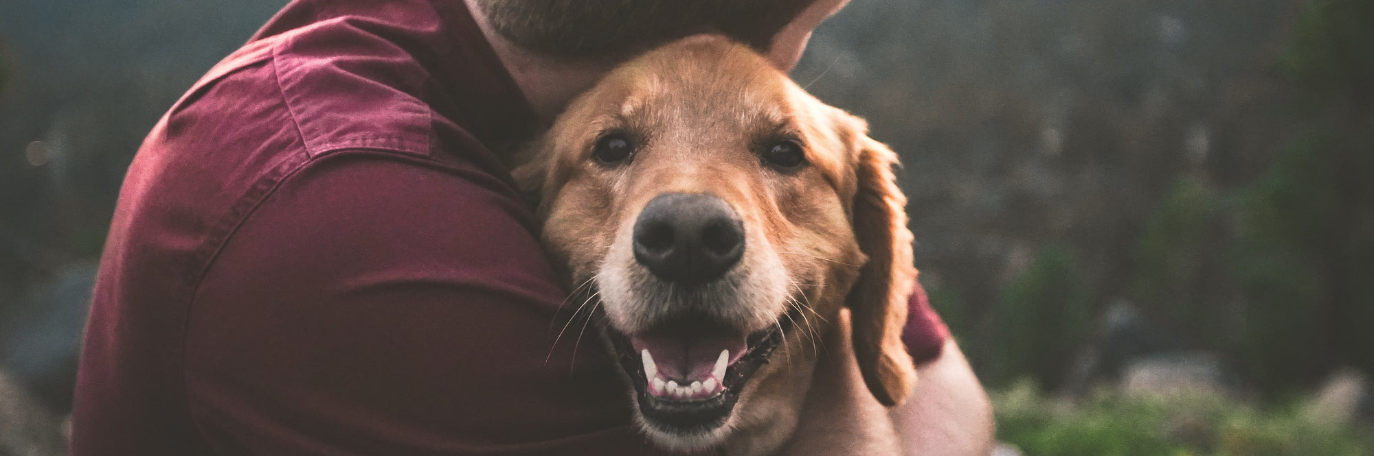 9 Dog Hugs On National Hug Your Dog Day