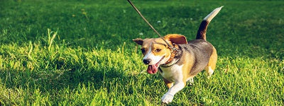 5 Tips For A More Active Dog