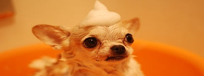 6 Tips For Hiring A Pet Sitter