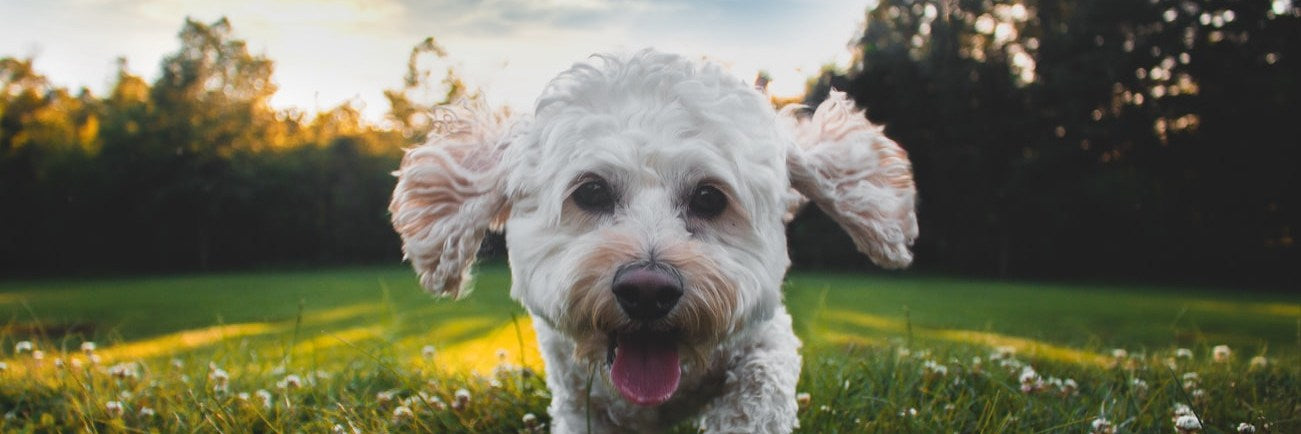 Vitamin E Benefits For Your Dog K9 Power