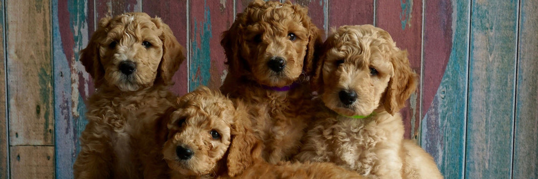 Here’s Why Your Dog Food Isn’t Enough