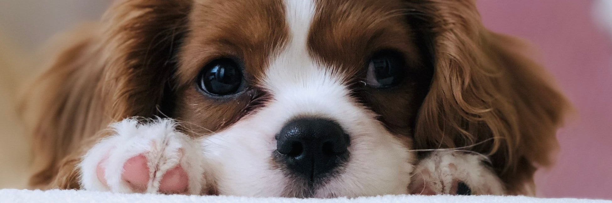 Caring For A New Puppy - Dietary Tips