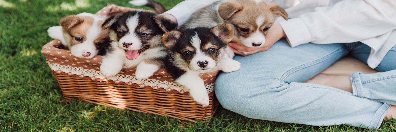 Fun Ways To Celebrate National Puppy Day