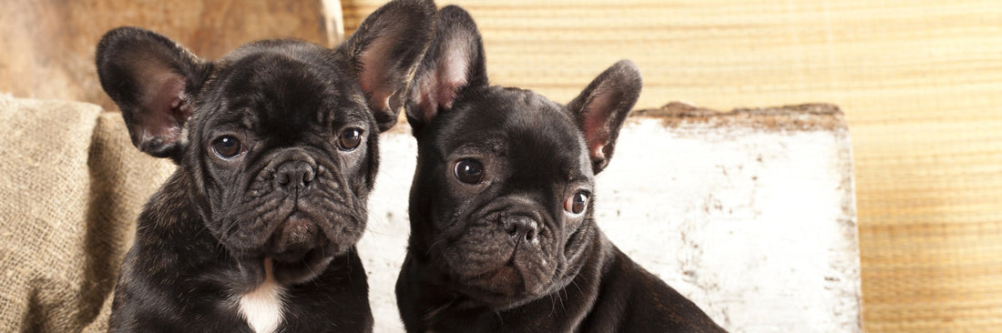 15 Surprising Foods to Never Feed Your Dog