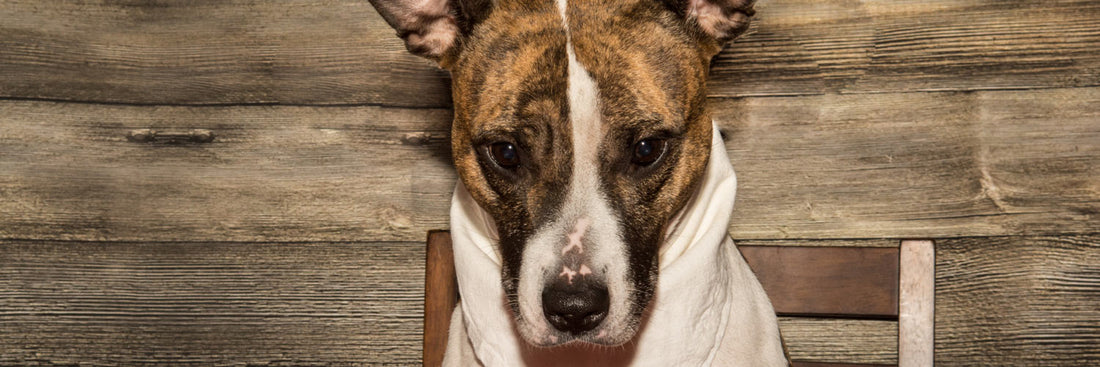 How to Have a Dog-Friendly Thanksgiving