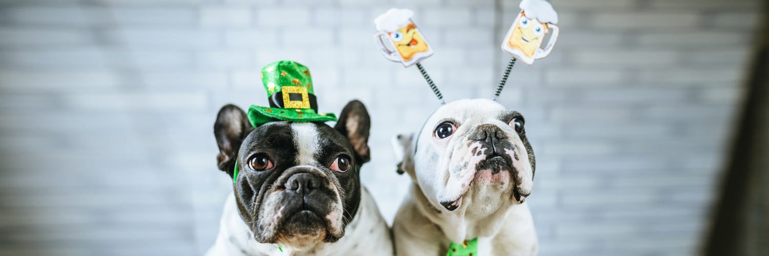 5 Must-Have St. Patty’s Day Dog Accessories