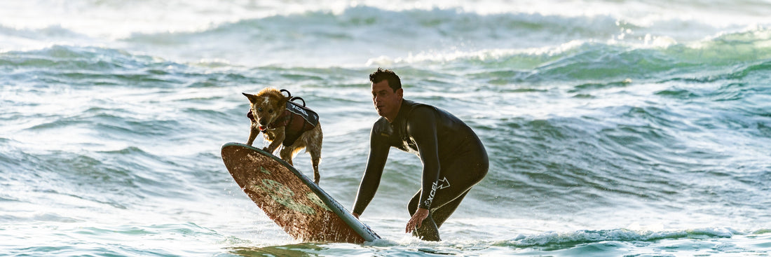 Fueling Your Pup’s Summer Activities