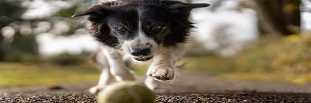 5 Tips For Training Your New Puppy Or Dog