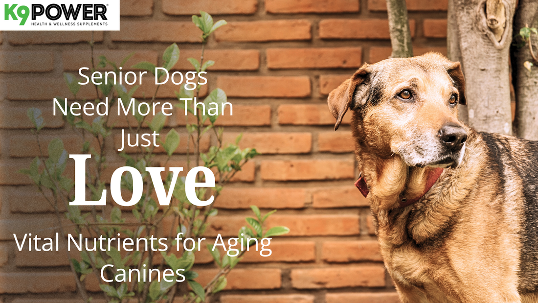Senior Dogs Need More Than Just Love: Vital Nutrients for Aging Canines