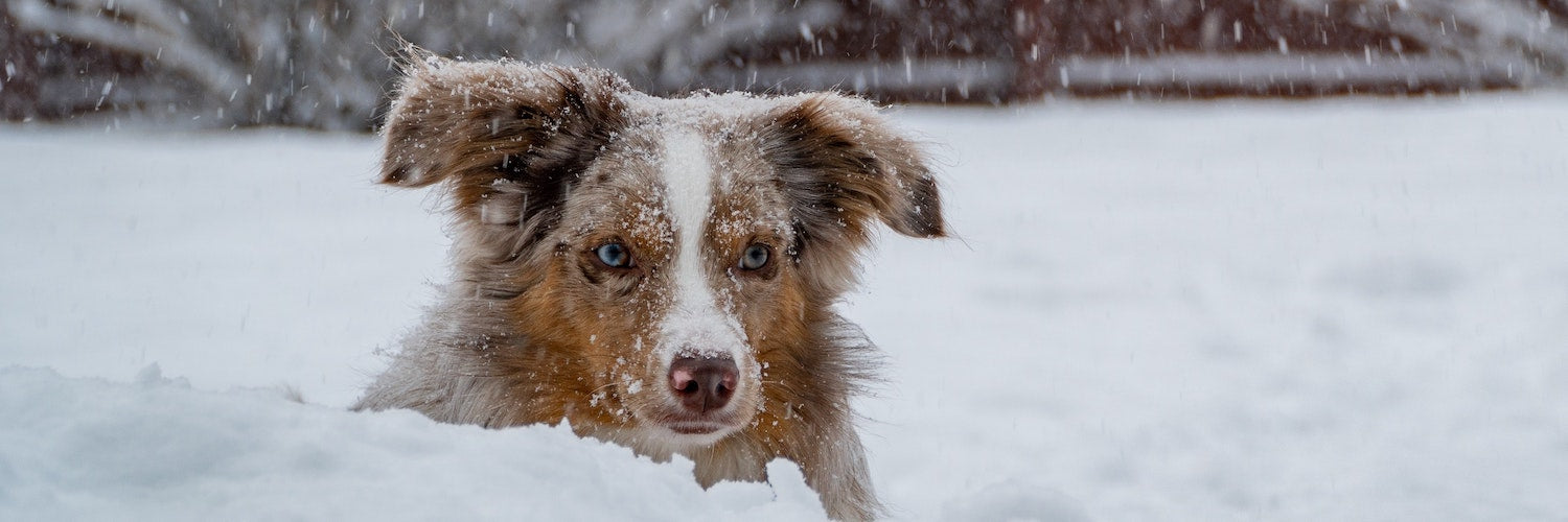 Winter Woes - Treating Your Dog’s Itchy Skin