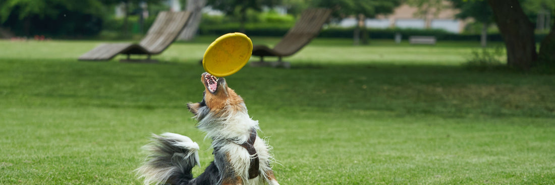 Keeping Dogs Safe, Not Overheated & Dehydrated
