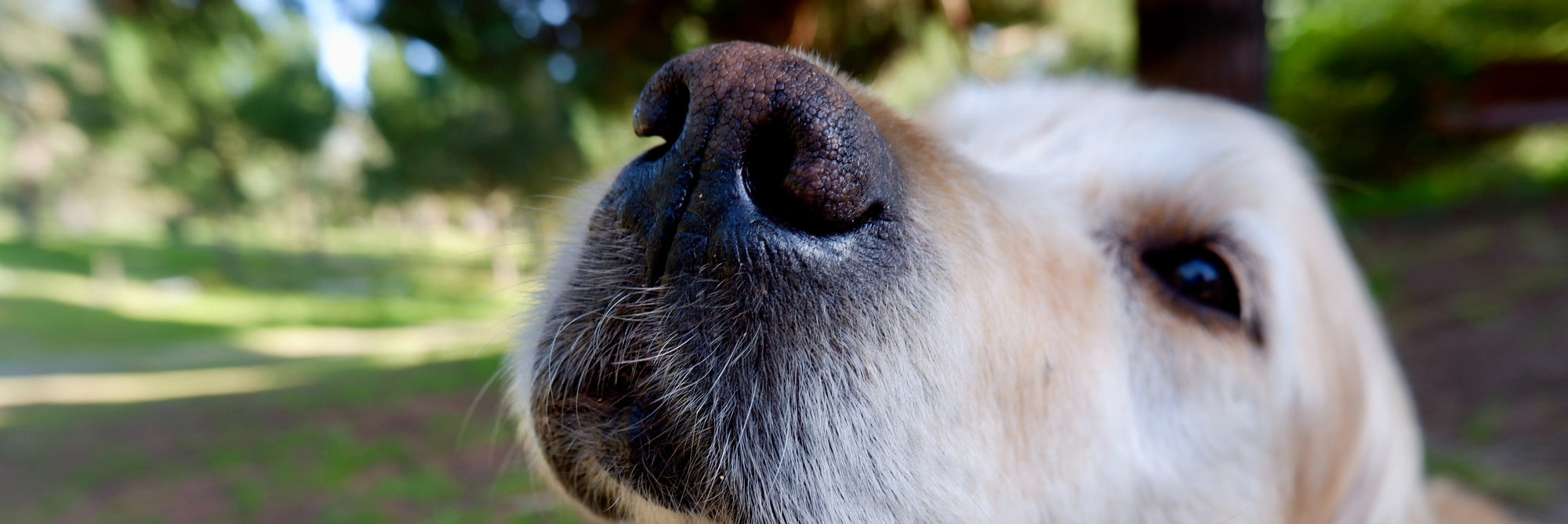 4 Tips To Keep Your Aging Dog Healthy & Happy