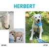 Herbert before and after 