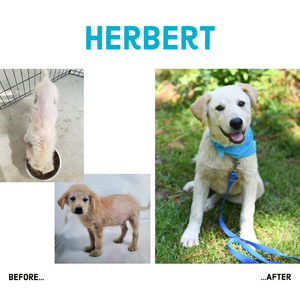 Herbert before and after 