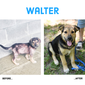Walter before and after 