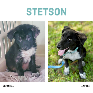 Stetson before and after 