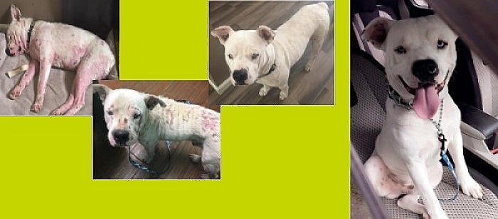 The Lucky Puppy Rescue