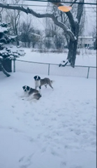 K9 Power - Go Dog®