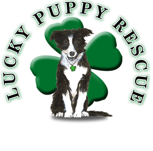 Lucky Puppy Rescue 