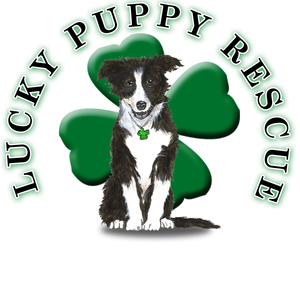 Lucky Puppy Gift Card