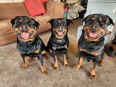 K9 Power - Show Stopper®
