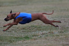 K9 Power - Super Fuel™
