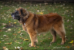K9 Power - Total K9®