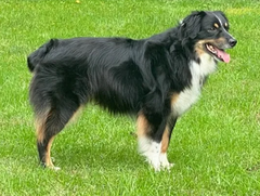 K9 Power - Total K9®